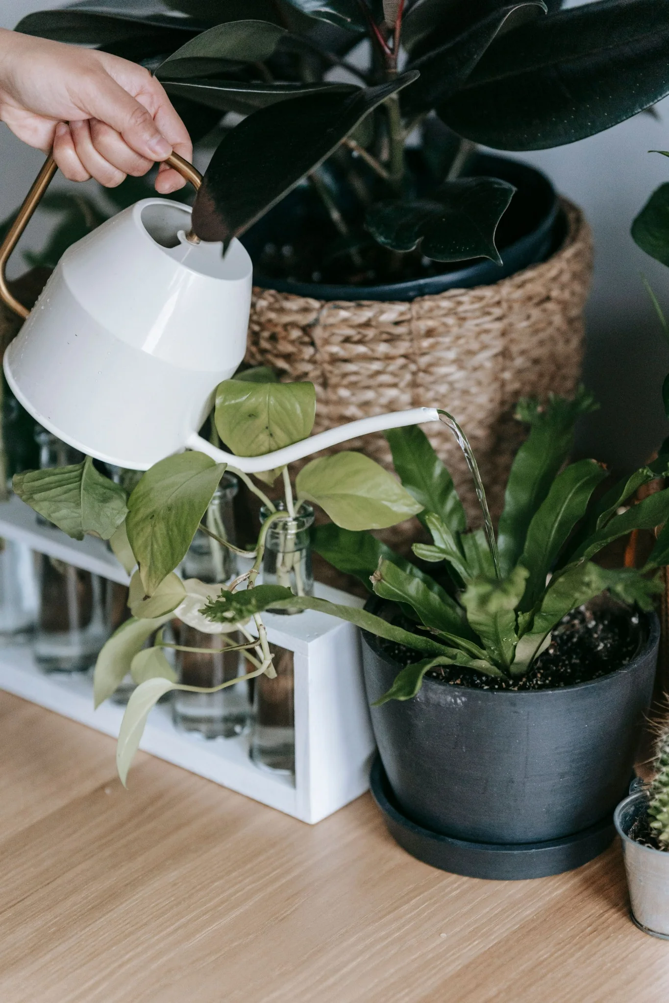Illustrative plant care photograph